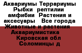 Аквариумы.Террариумы.Рыбки, рептилии, амфибии. Растения и аксесуары - Все города Животные и растения » Аквариумистика   . Кировская обл.,Соломинцы д.